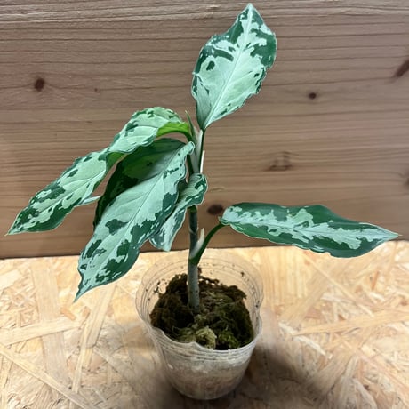 アグラオネマピクタム | STORES