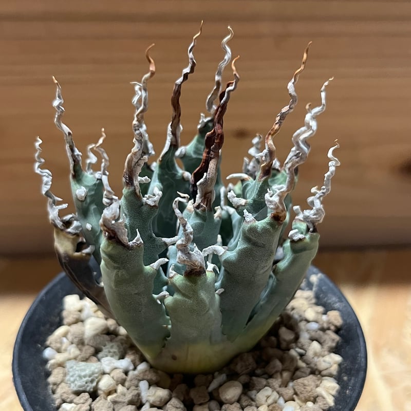 アガベ ユタエンシス エボリスピナ 陽炎 未発根 | GREEN LUCK