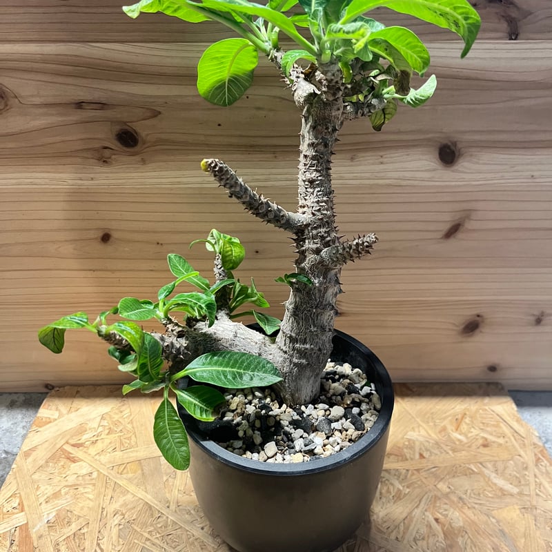 パキポディウム ウィンゾリー | GREEN LUCK