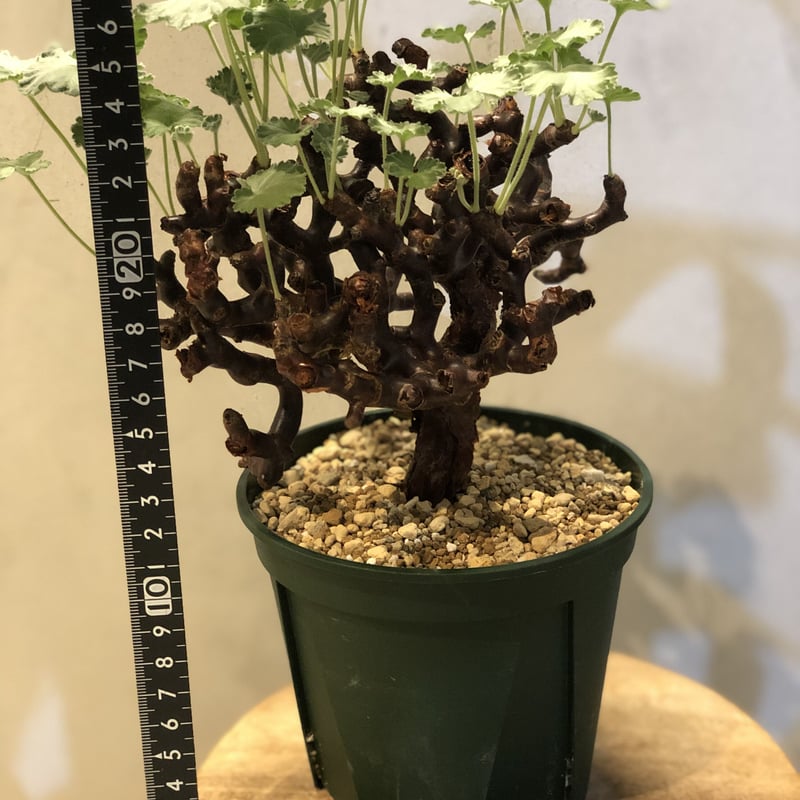 ペラルゴニウム ミラビレ | GREEN LUCK