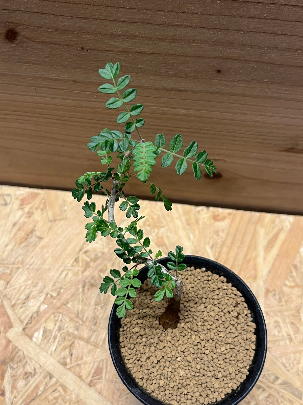 パキコルムス ディスカラー 象の木 | GREEN LUCK