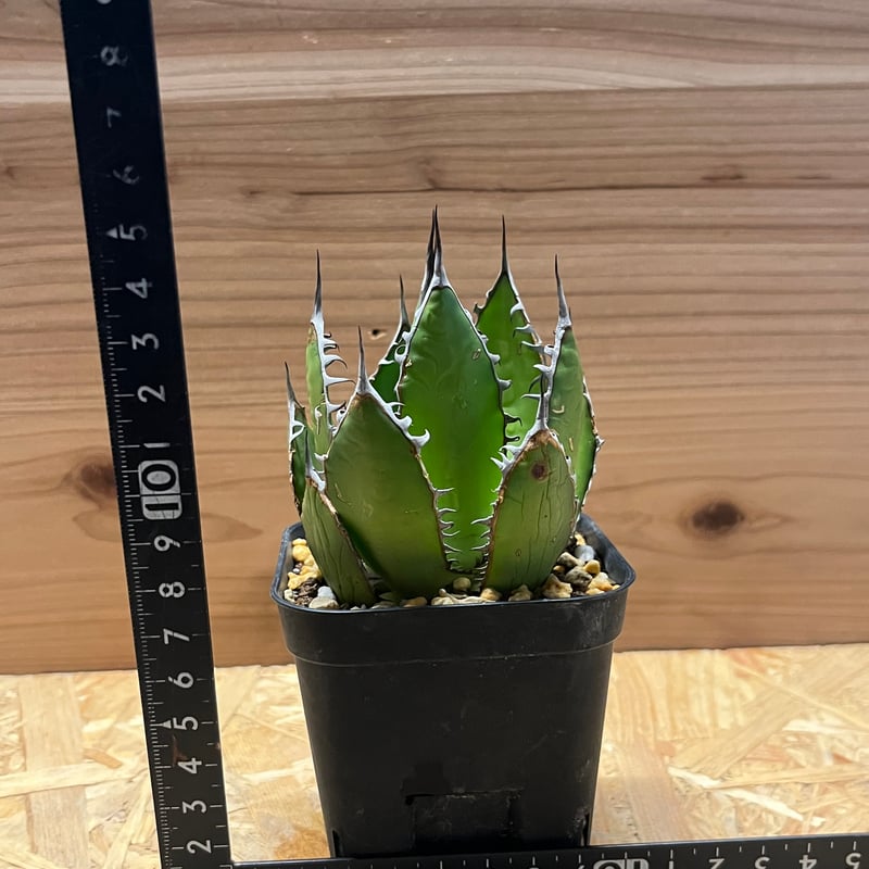 アガベ ホリダ | GREEN LUCK