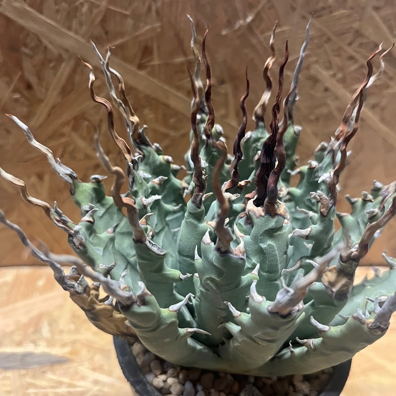 アガベ ユタエンシス エボリスピナ 陽炎 未発根 | GREEN LUCK