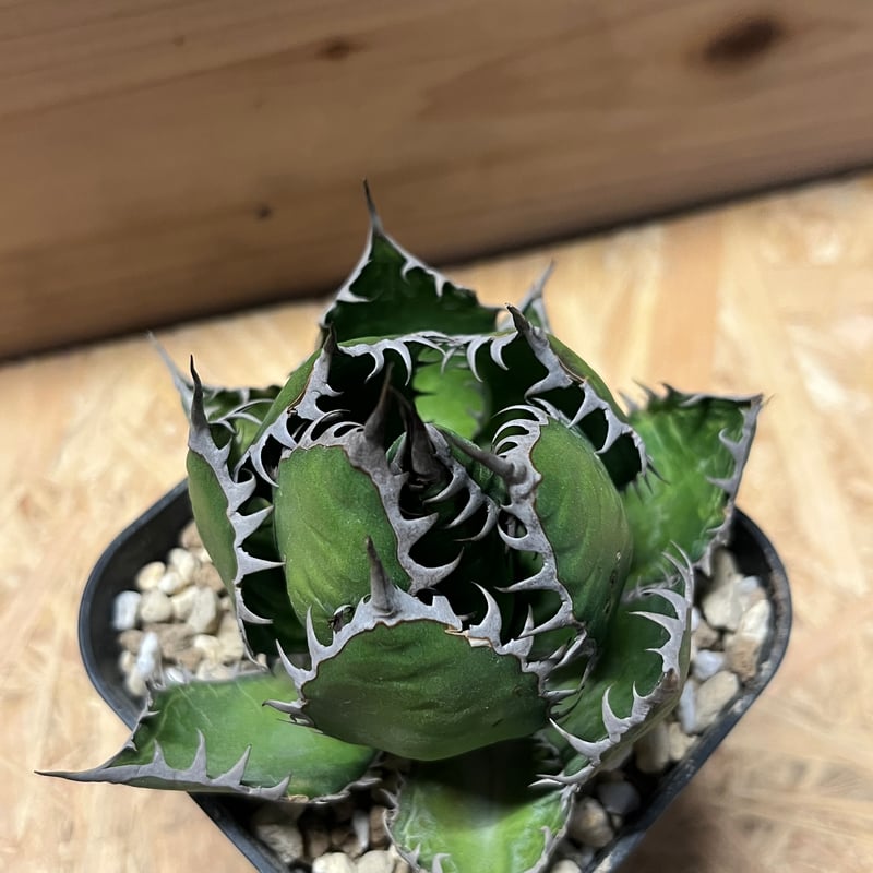 アガベ ホリダ | GREEN LUCK