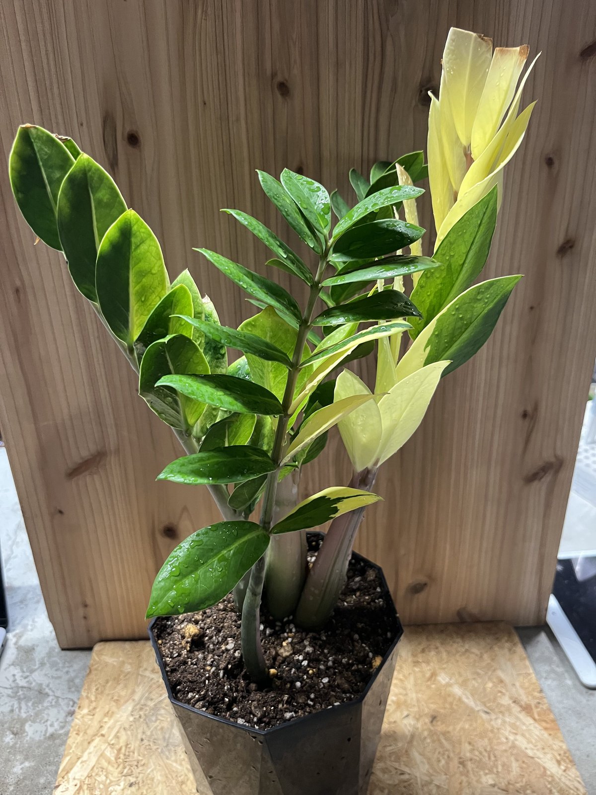 ザミオクルカス ザミフォーリア 斑入り | GREEN LUCK