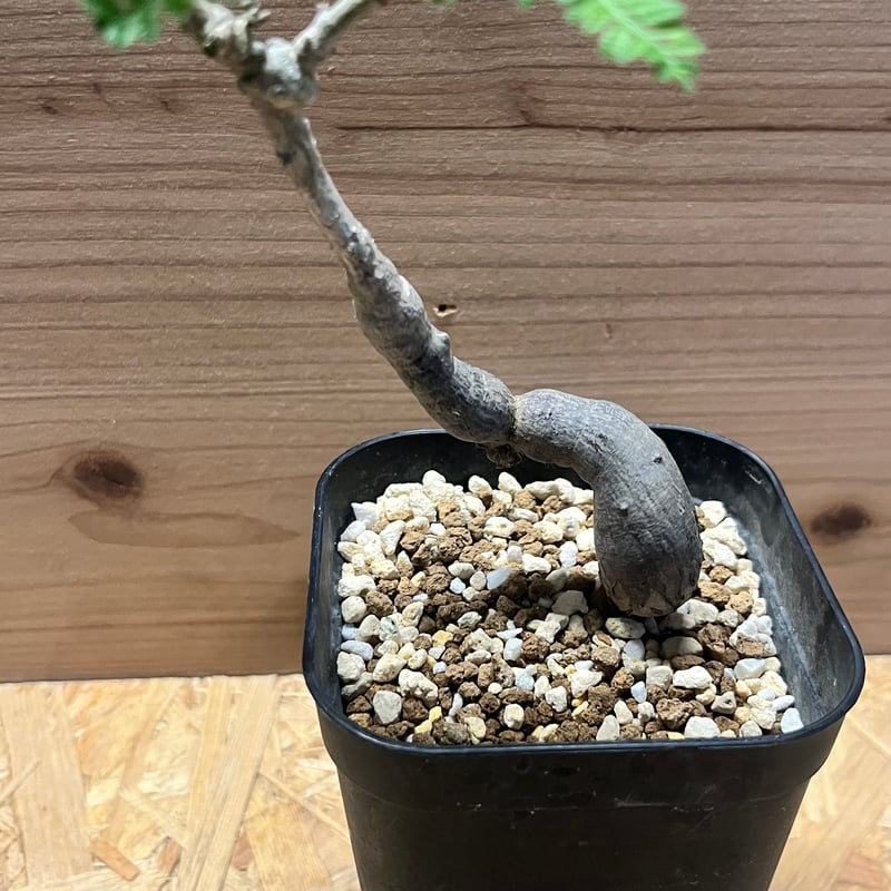 オペルクリカリア ヒファエノイデス | GREEN LUCK