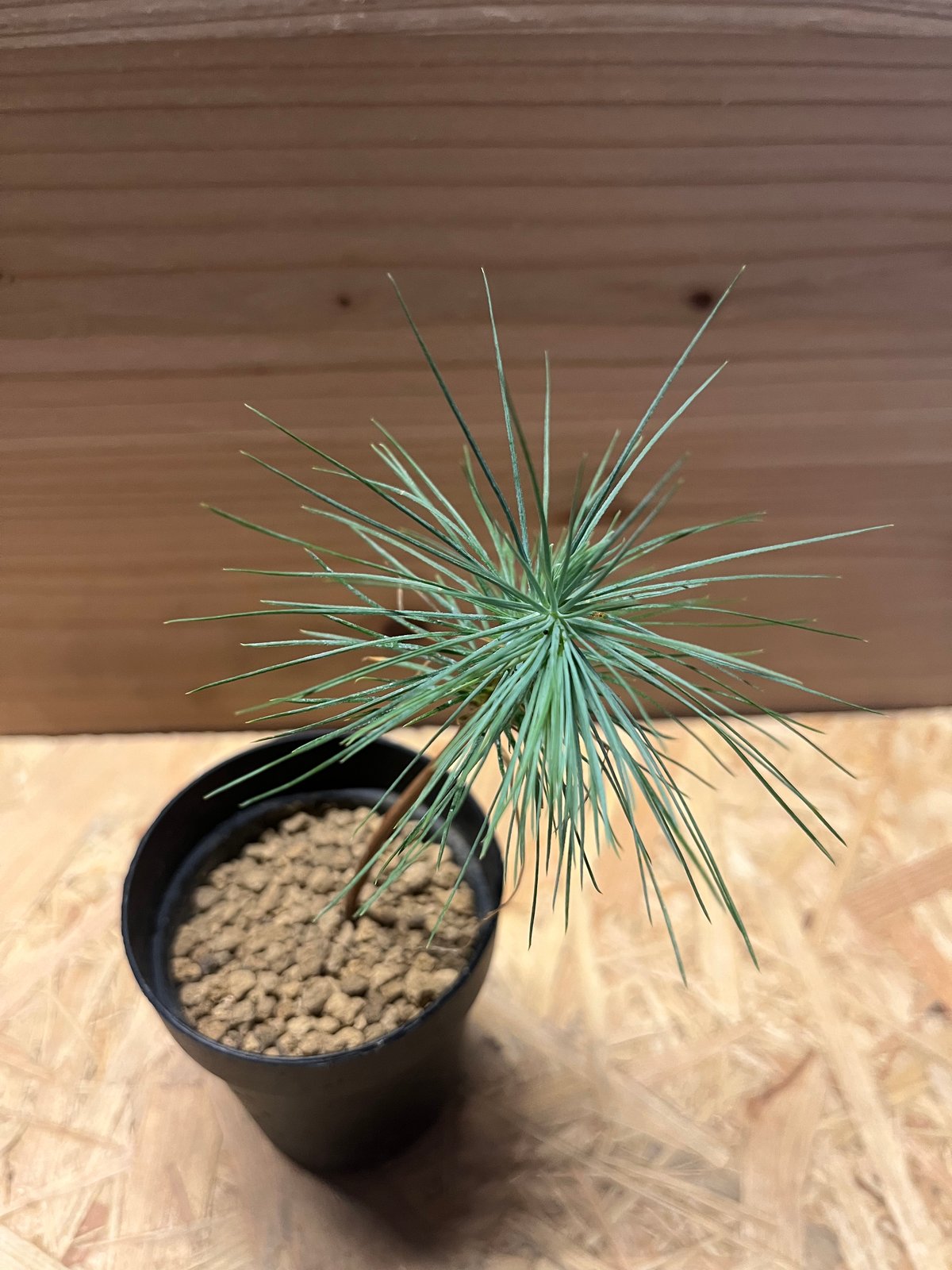 希少・現品】マルチネス・ピニョン松 5号 ワイルド樹形 希少・現品