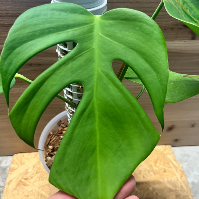 モンステラ デリシオーサvar.シエラナ | GREEN LUCK