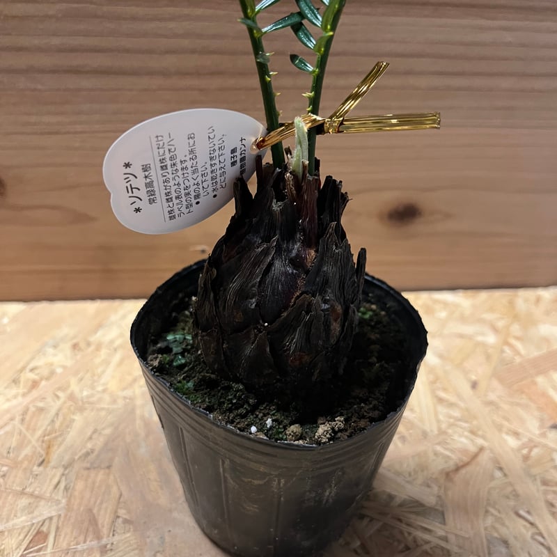 金環ソテツ | GREEN LUCK