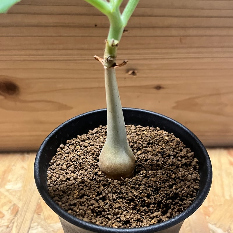 キフォステンマ ユター | GREEN LUCK