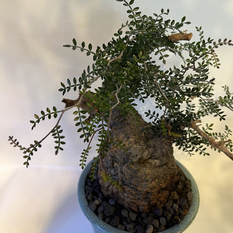 オペルクリカリア パキプス 現地発根済×伝市鉢 | GREEN LUCK