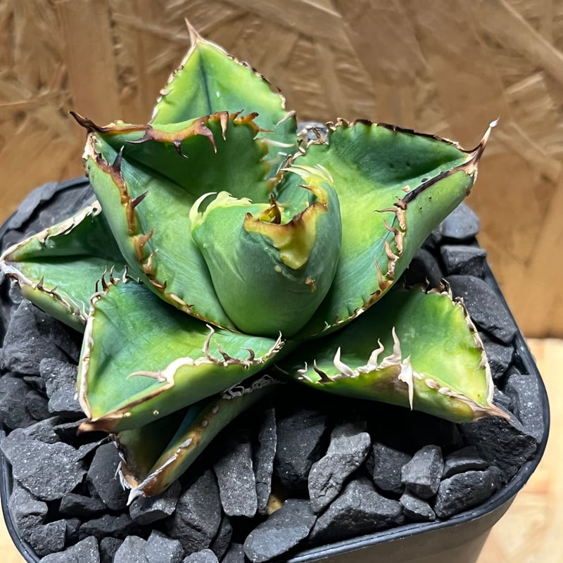 アガベ チタノタ ノーネーム スタッズ | GREEN LUCK