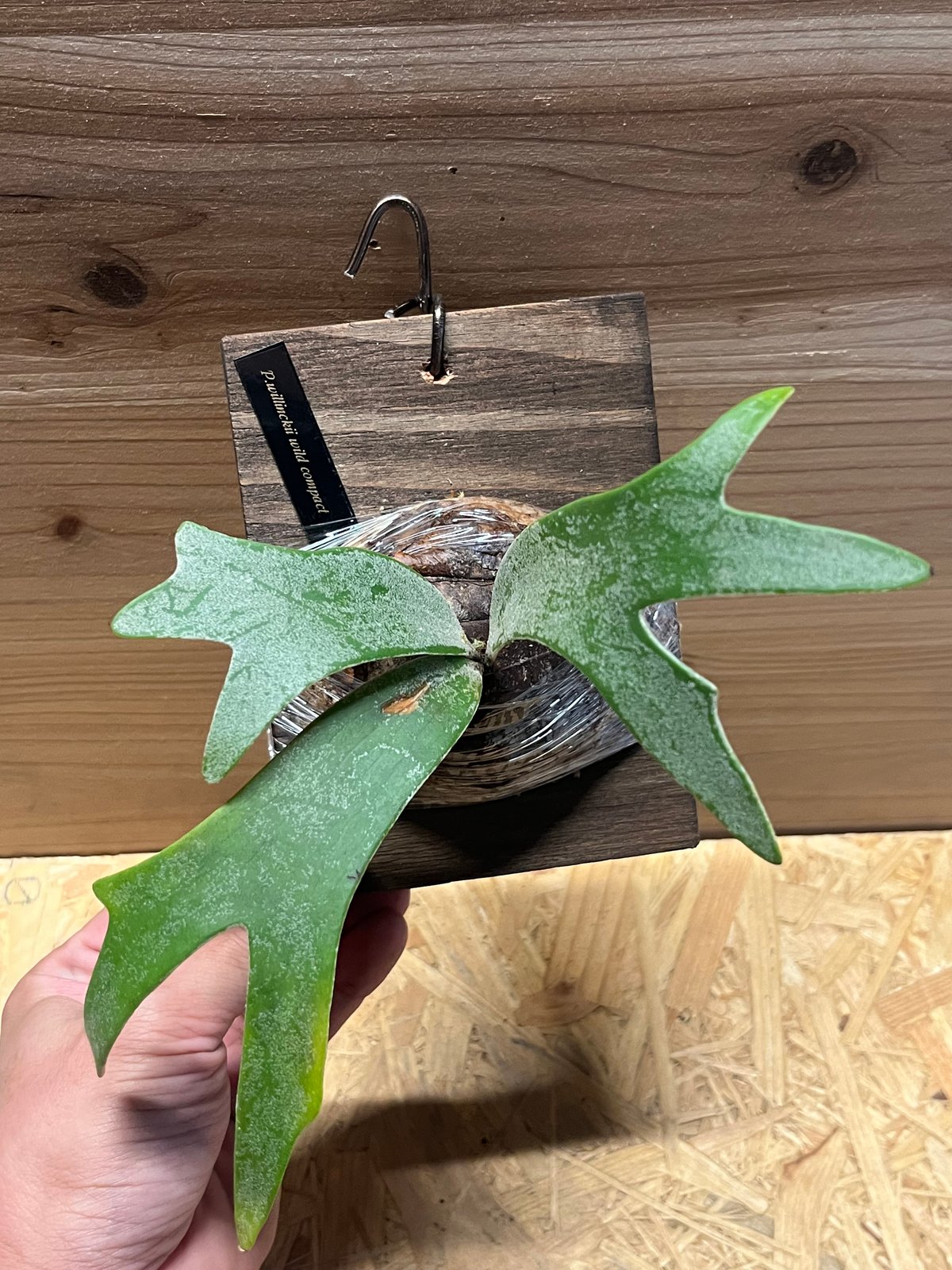 ゲリラ値下げ外巻 大株ビカクシダ ウィリンキーwild