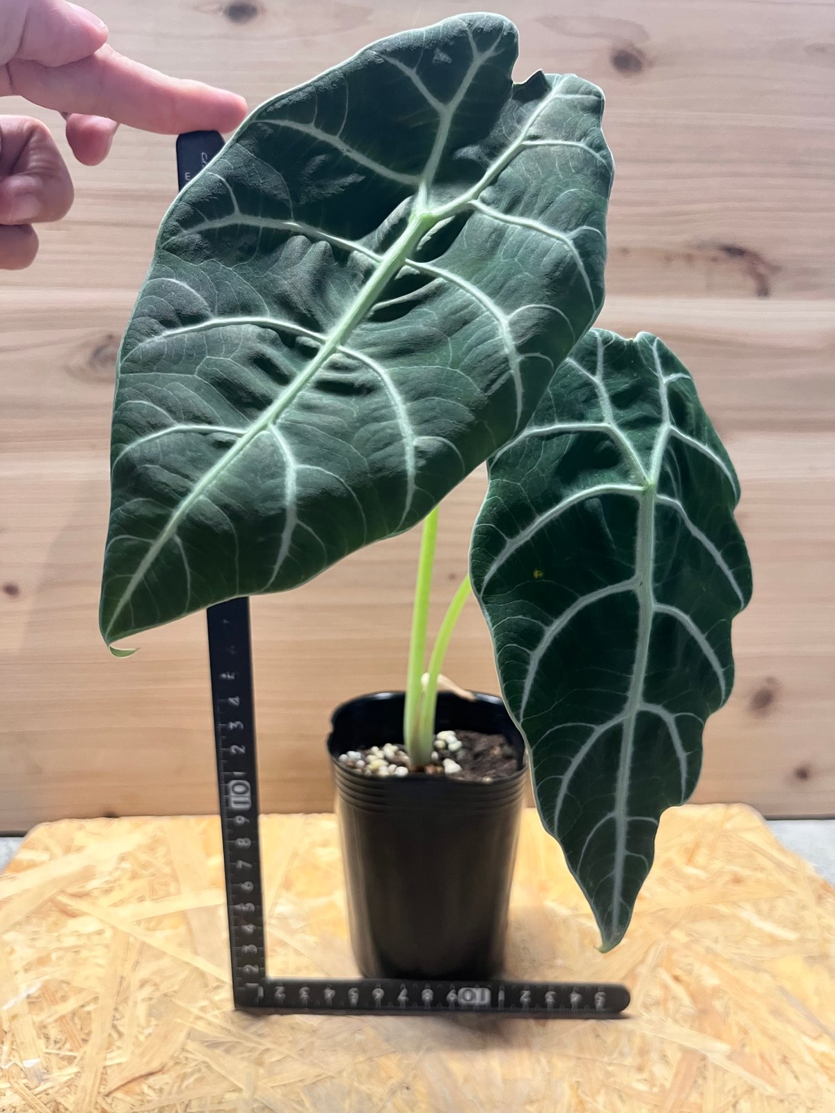 アロカシア ワトソニアナ 'ブラック' | GREEN LUCK