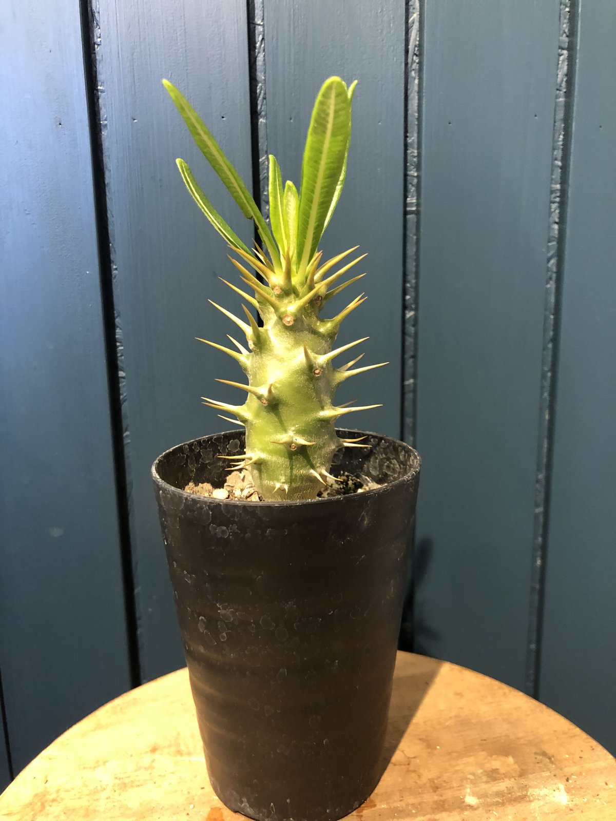 パキポディウム アンボンゲンセ 実生 | GREEN LUCK