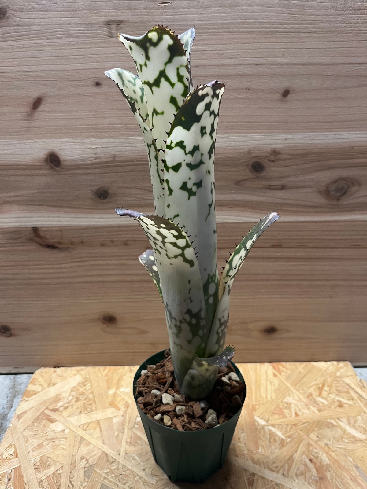 ビルベルギア メリーモナーク | GREEN LUCK