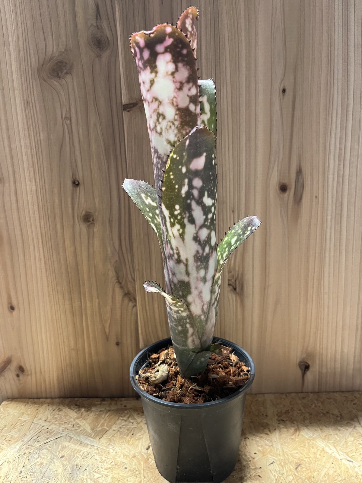 ビルベルギア メリーモナーク | GREEN LUCK