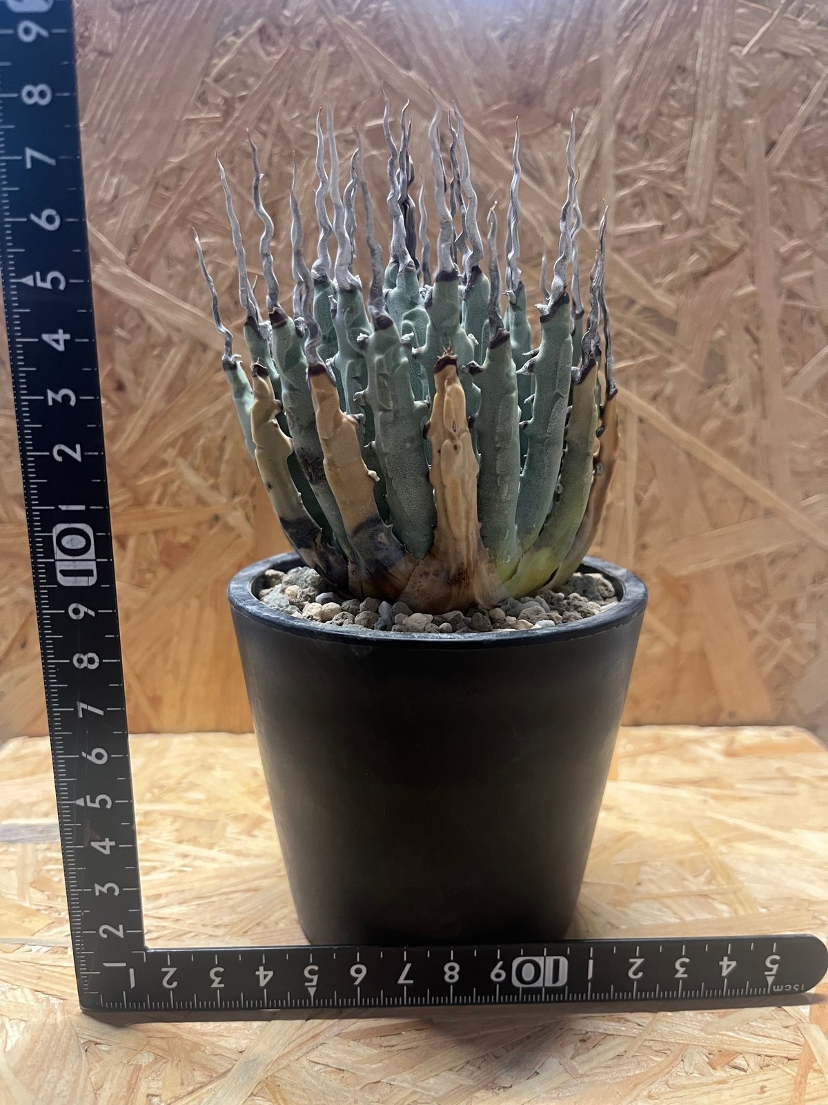 アガベ ユタエンシス エボリスピナ 陽炎 未発根 | GREEN LUCK