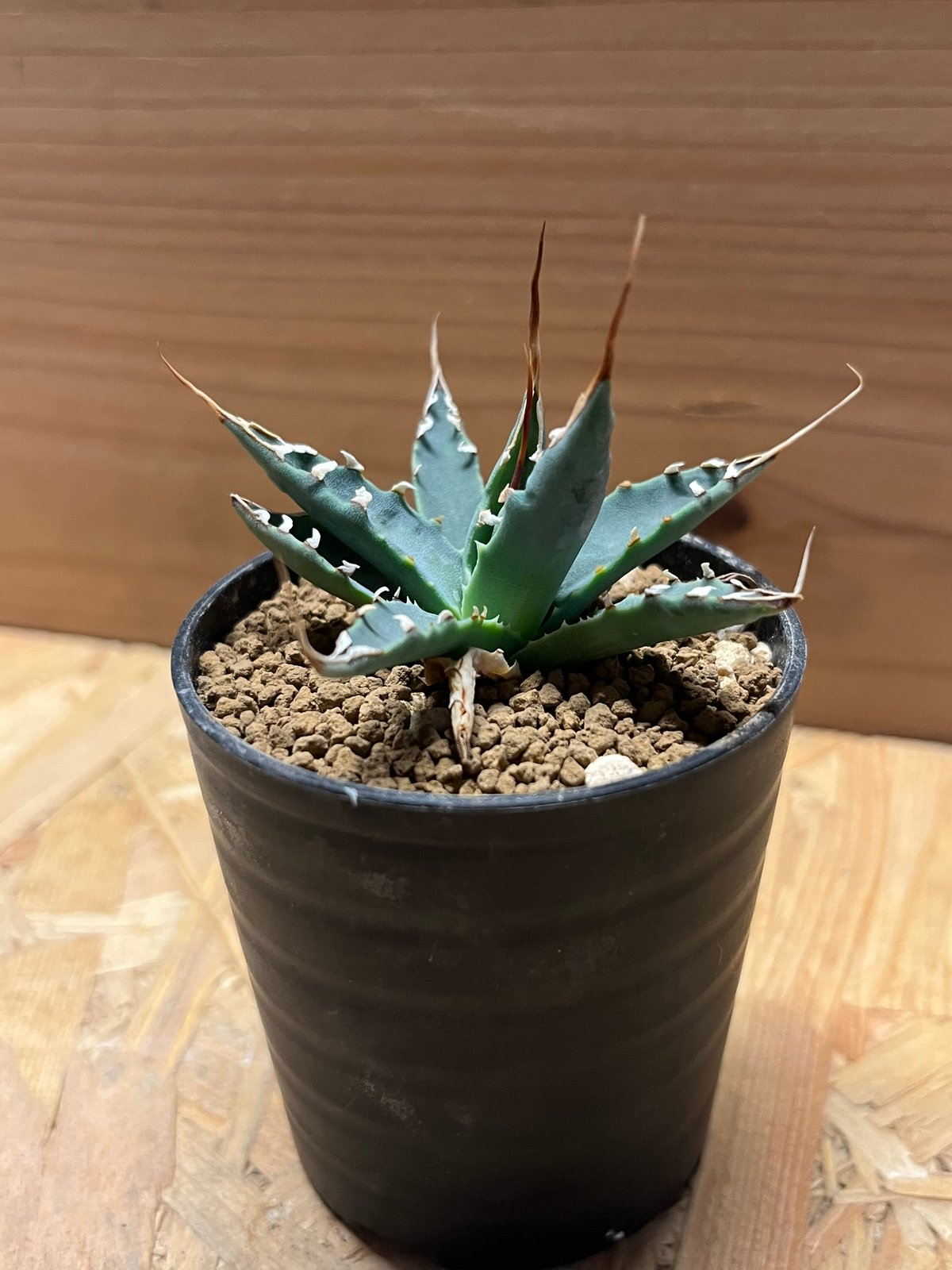 アガベ ユタエンシス エボリスピナ 実生 | GREEN LUCK