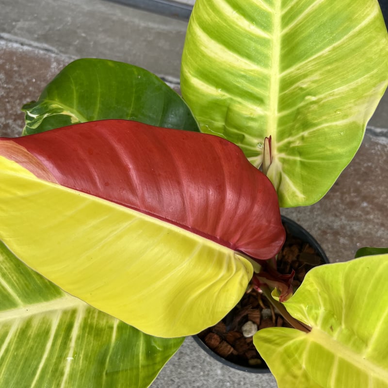 フィロデンドロン インペリアルイエローフレーム | GREEN LUCK