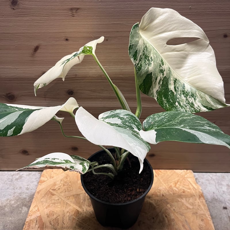 斑入りモンステラ ボルシギアナ 'ホワイトタイガー' | GREEN LUCK