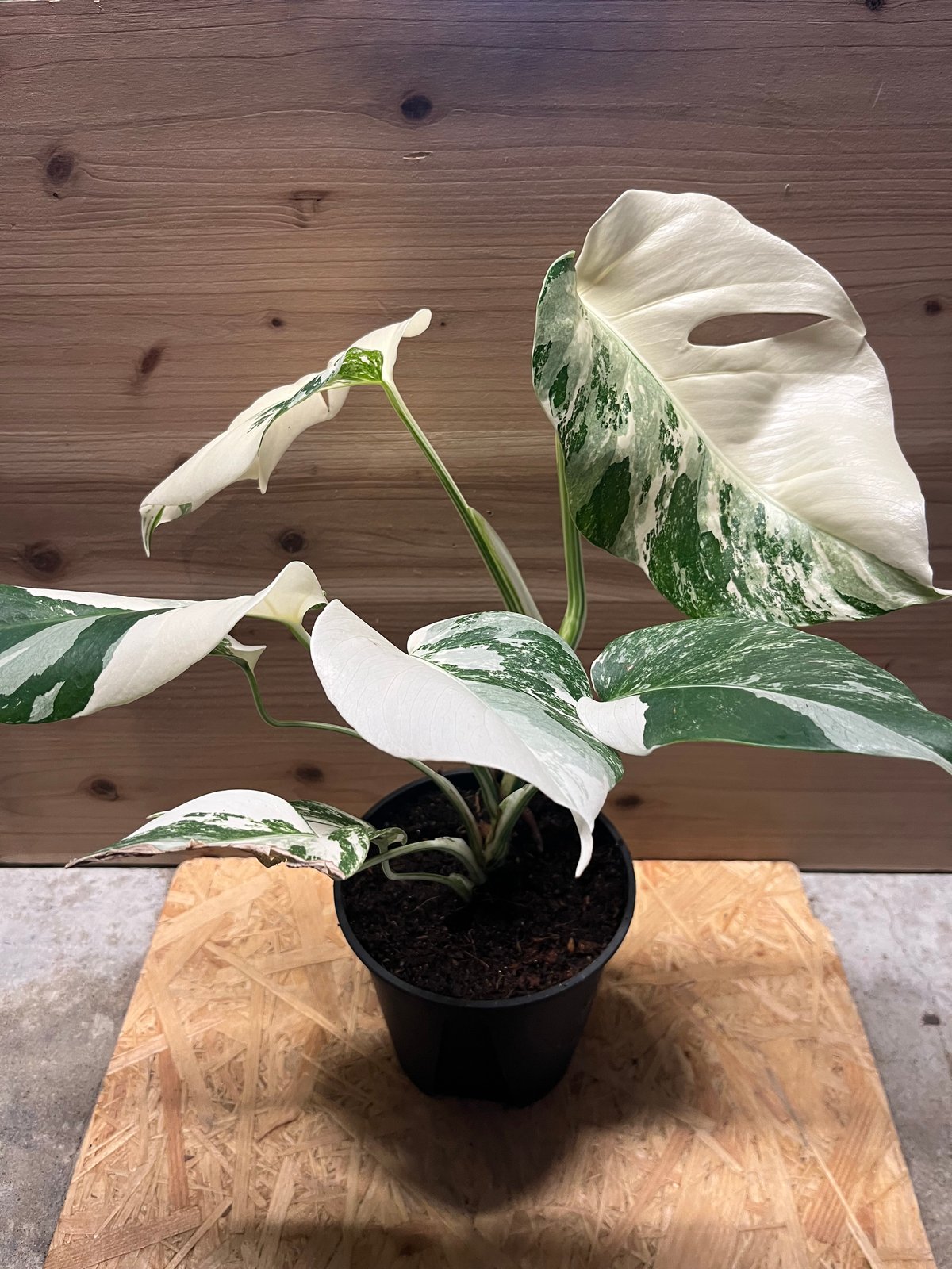 斑入りモンステラ ボルシギアナ 'ホワイトタイガー' | GREEN LUCK