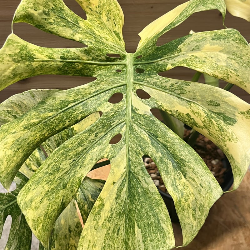 モンステラ デリシオーサ 'レガシー' | GREEN LUCK