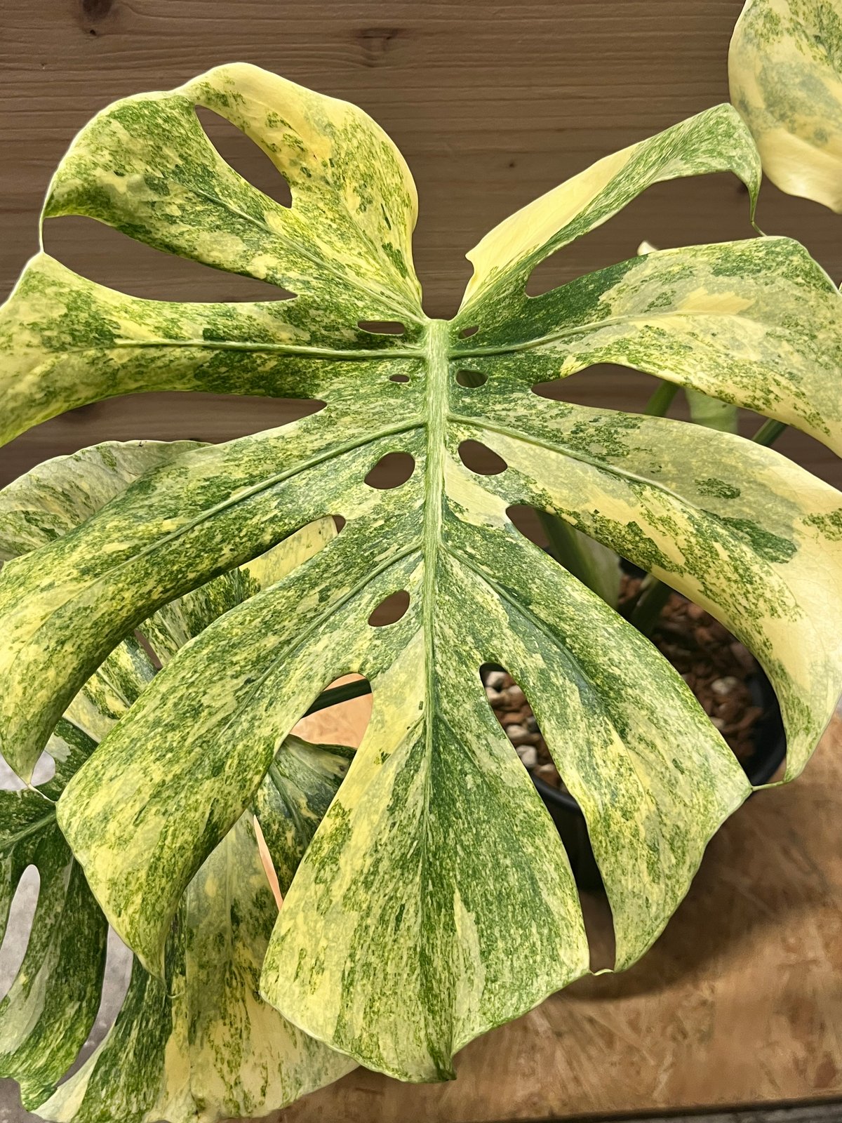 MB22 モンステラ デリシオーサ ベトシオーサ 2寸ポリポット ネコポス