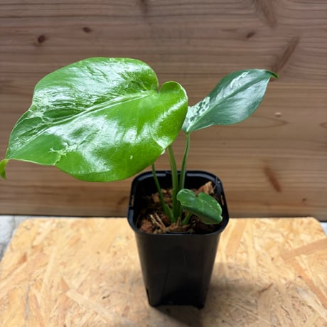 モンステラデリシオーサバルバソー | STORES