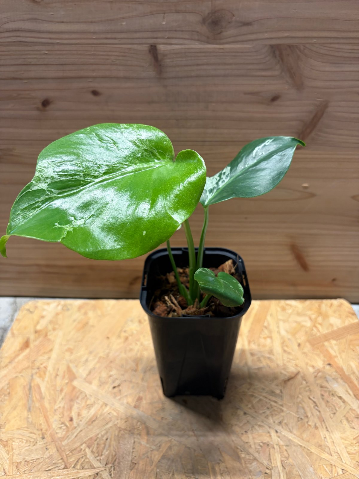 モンステラ デリシオーサ 'バルバソー' | GREEN LUCK