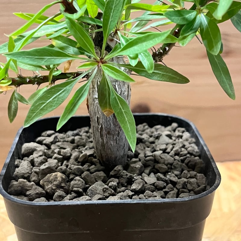 フォークイエリア プルプシー | GREEN LUCK