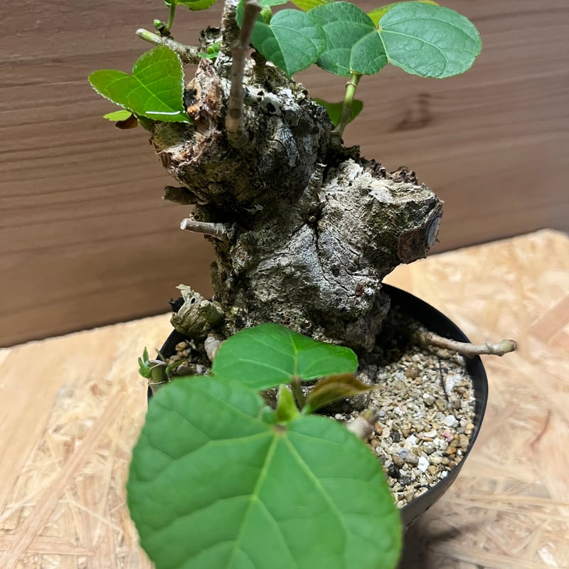 オオハマボウ | GREEN LUCK