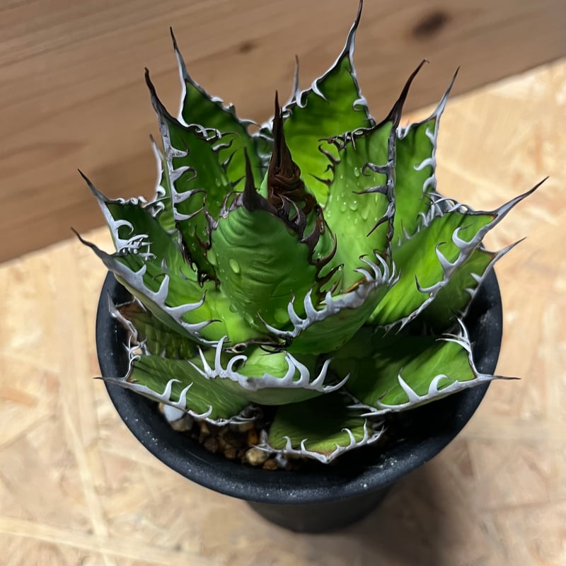 アガベ ホリダ | GREEN LUCK