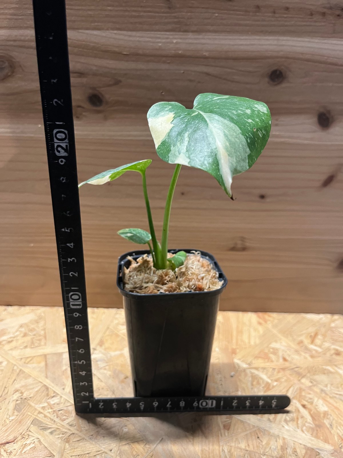 斑入りモンステラ デリシオーサ クリームブリュレ | GREEN LUCK