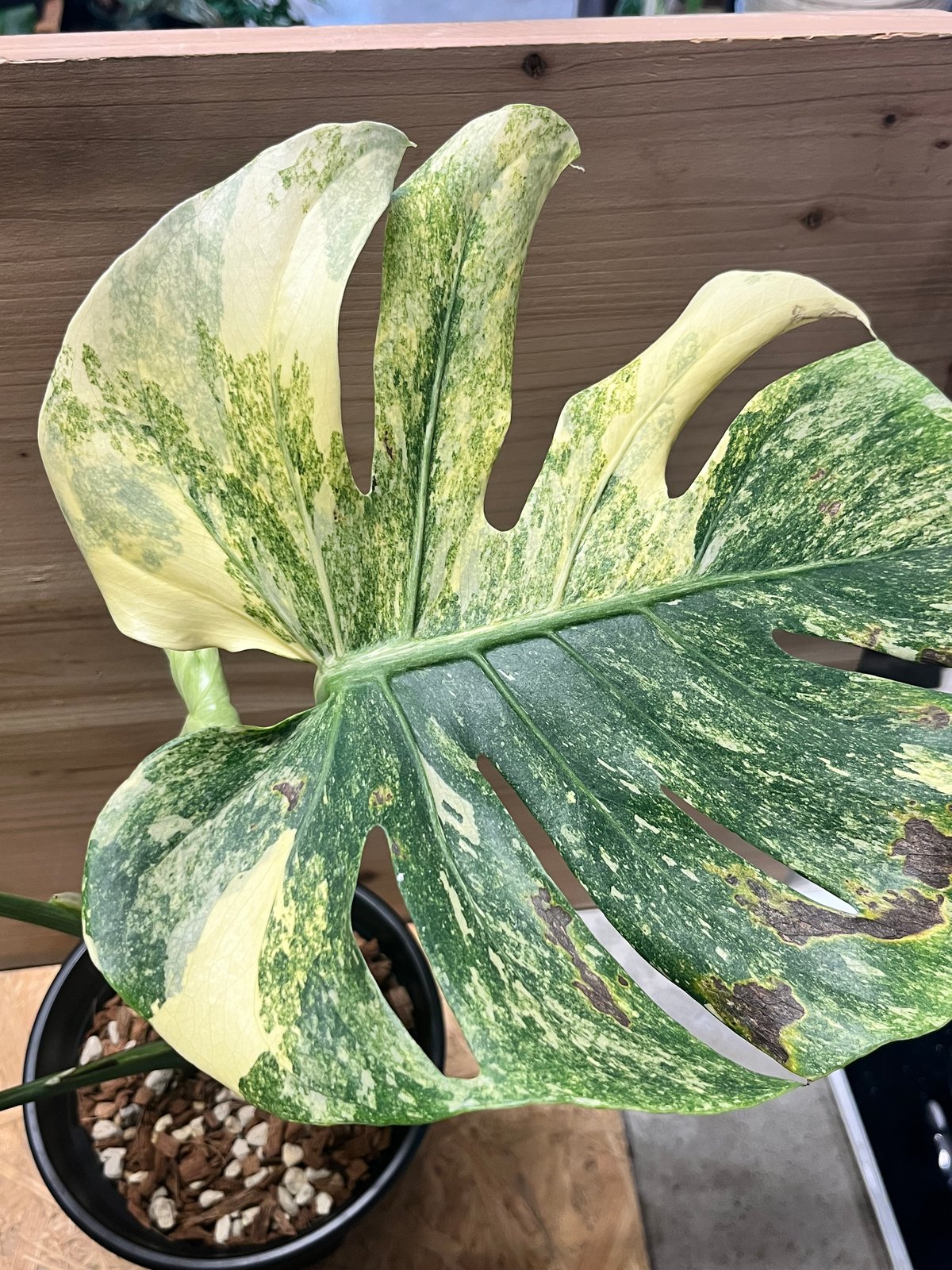 モンステラ デリシオーサ 'レガシー' | GREEN LUCK