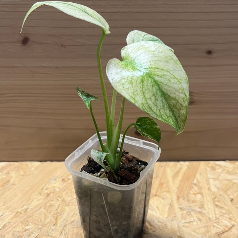 モンステラ デリシオーサ ミント | GREEN LUCK