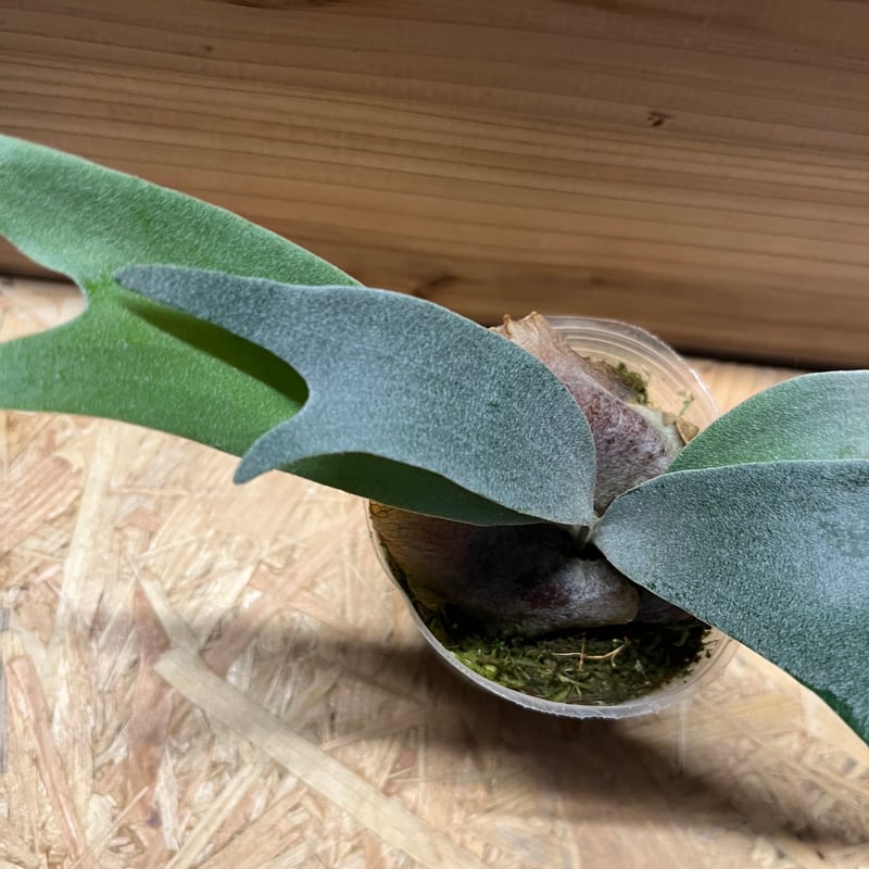 ビカクシダ E-1 白ビフ sp.White | GREEN LUCK