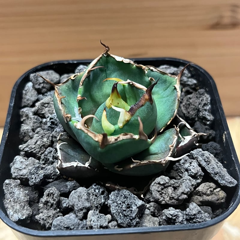 アガベ チタノタ 'US NO NAME' | GREEN LUCK