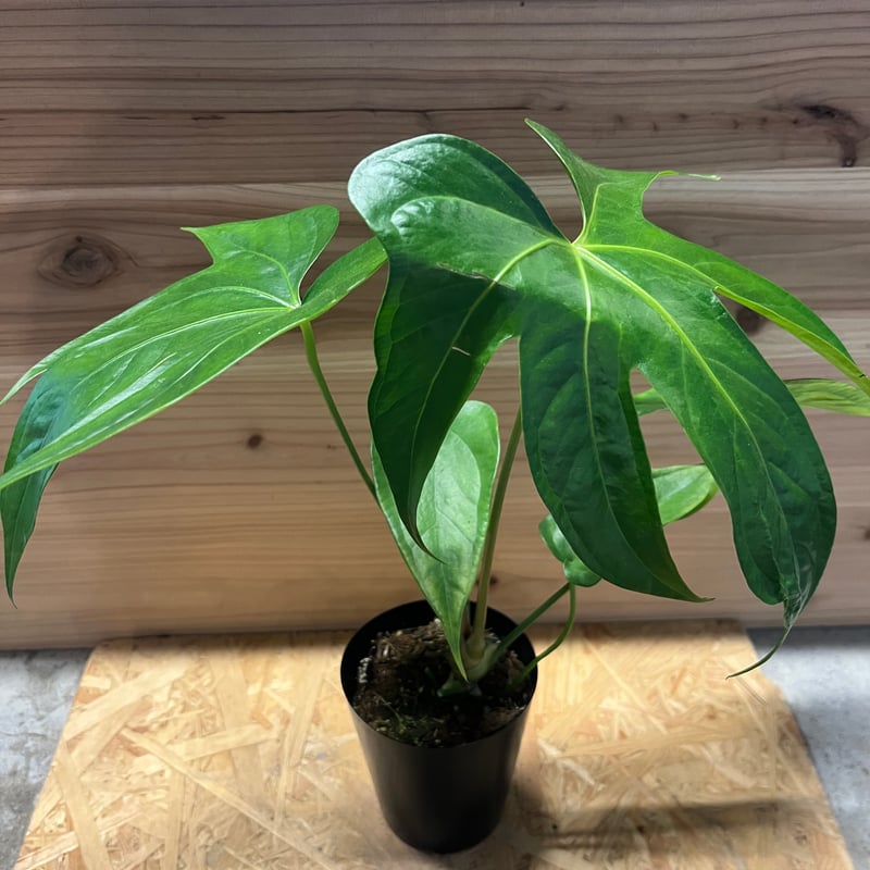 アンスリウム ペダトラディアツム | GREEN LUCK