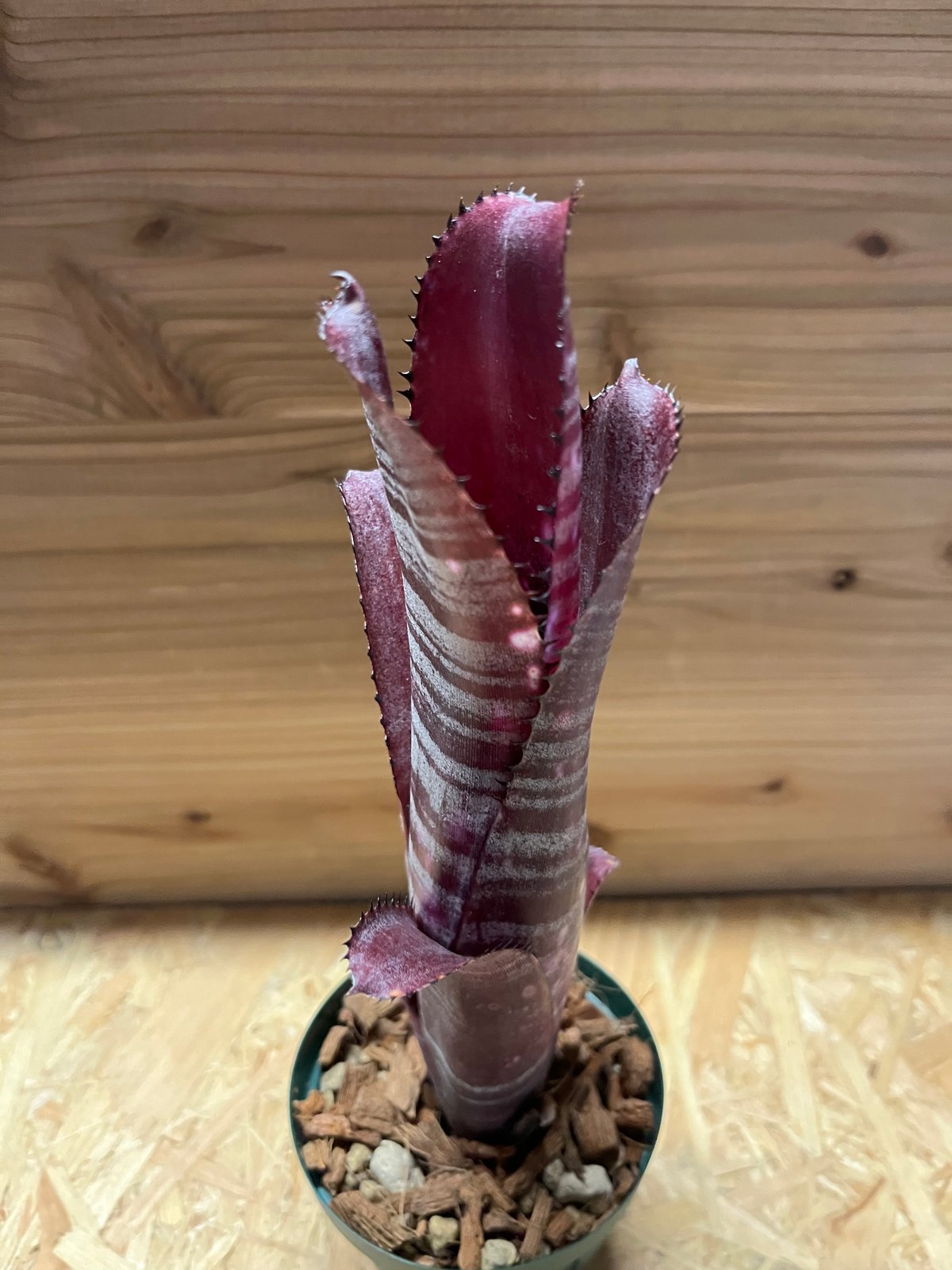 ビルベルギア ディッピンドッツ | GREEN LUCK