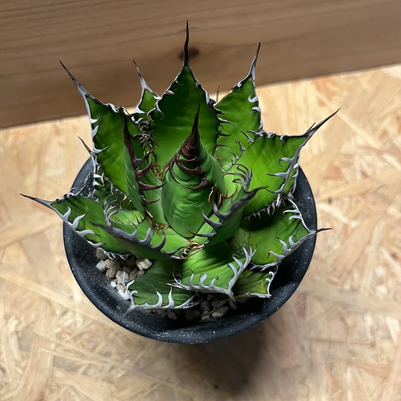 アガベ ホリダ 陽炎タイプ | GREEN LUCK