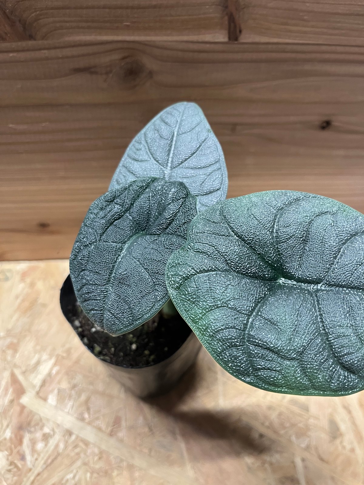 e*c様 アロカシア メロ アルボ 斑入り TC アロカシア メロ アルボ