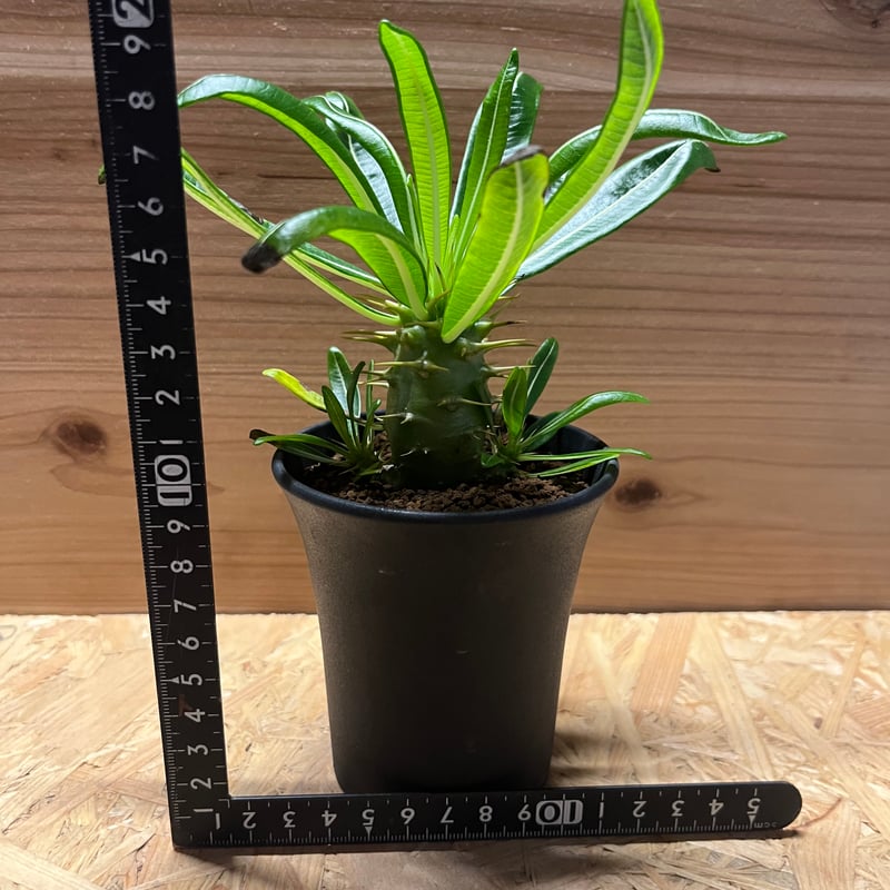 パキポディウム アンボンゲンセ | GREEN LUCK