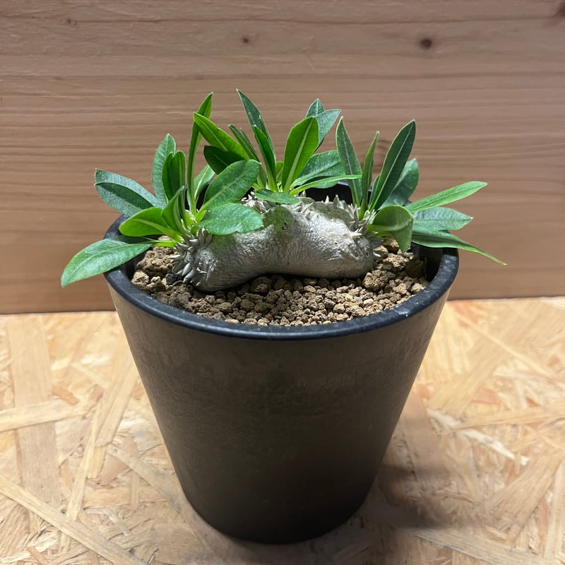 パキポディウム 恵比寿笑い | GREEN LUCK