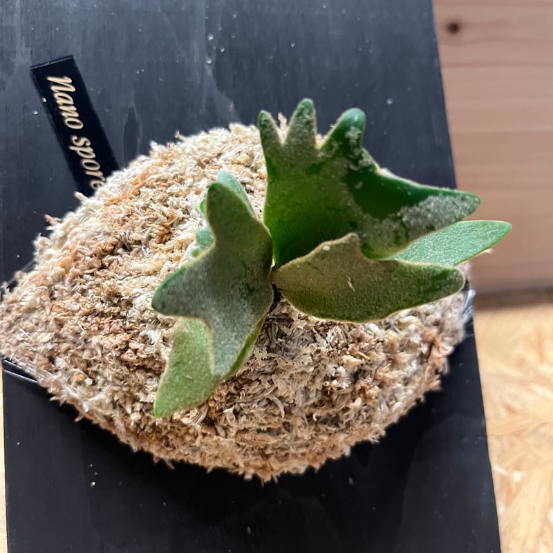 ビカクシダ ナノ スポア | GREEN LUCK