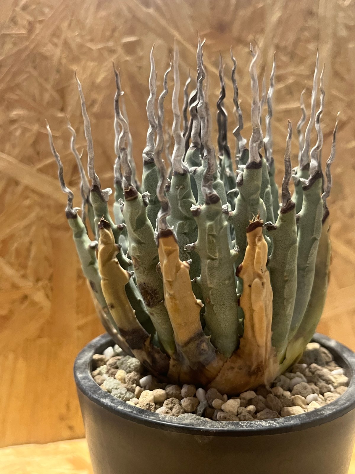 アガベ ユタエンシス エボリスピナ 陽炎 未発根 | GREEN LUCK