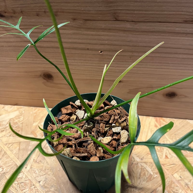 フィロデンドロン ポリポディオイデス | GREEN LUCK