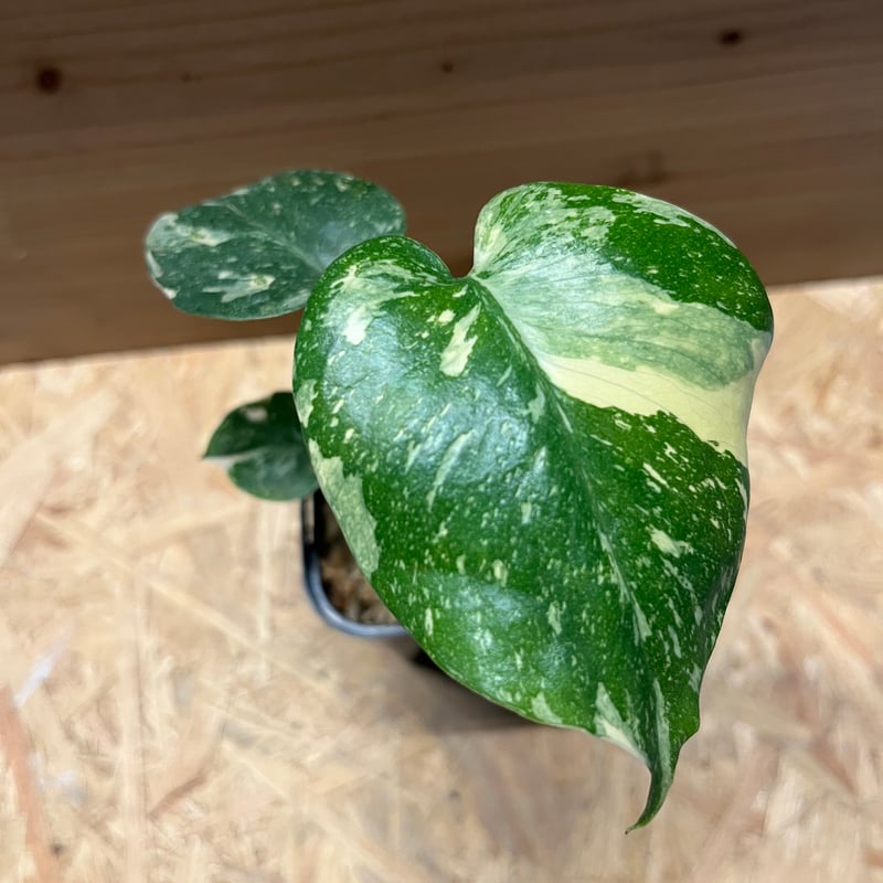 斑入りモンステラ デリシオーサ クリームブリュレ | GREEN LUCK