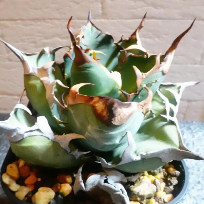 アガベ チタノタ オアハカ | GREEN LUCK