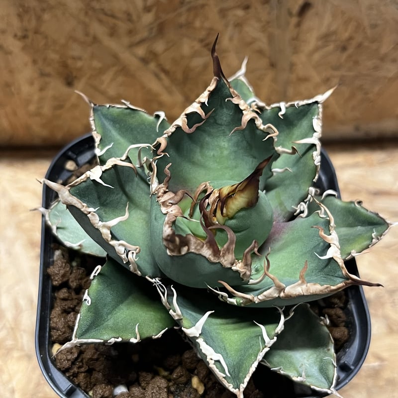 アガベ チタノタ シーザー | GREEN LUCK